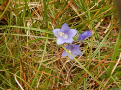 Polemonium acutiflorum