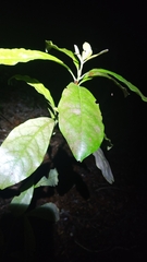 Alseuosmia macrophylla