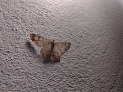 Epimecis