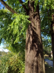 Metasequoia glyptostroboides
