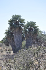 Trithrinax campestris