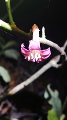 Alseuosmia macrophylla