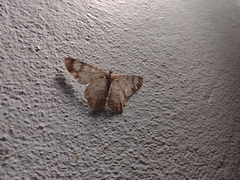 Epimecis