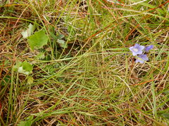 Polemonium acutiflorum