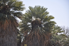 Trithrinax campestris