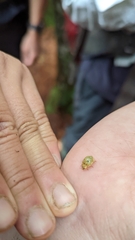 Harmonia sedecimnotata