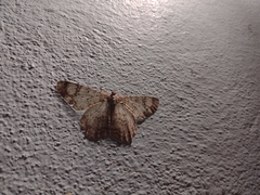 Epimecis