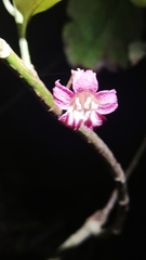 Alseuosmia macrophylla