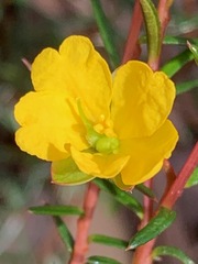 Hibbertia acicularis