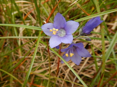 Polemonium acutiflorum