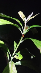 Alseuosmia macrophylla