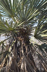 Trithrinax campestris