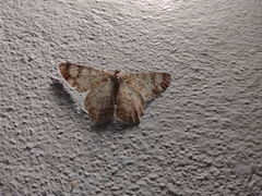 Epimecis