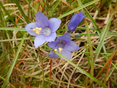 Polemonium acutiflorum