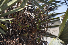 Trithrinax campestris