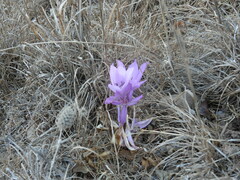Colchicum feinbruniae