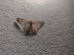 Epimecis