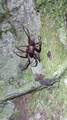 Hypodrassodes maoricus