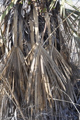 Trithrinax campestris