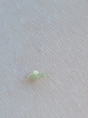 Misumessus oblongus