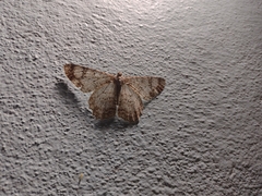 Epimecis