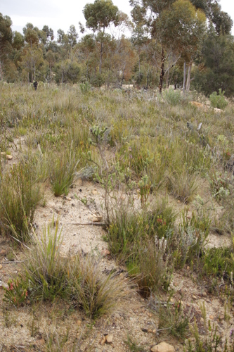 Spiky Blombush (Metalasia muraltiifolia)