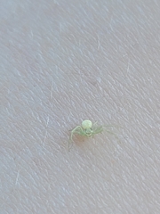 Misumessus oblongus