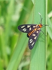Amata huebneri