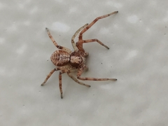 Philodromus aureolus