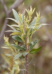 Searsia angustifolia