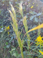 Andropogon glomeratus