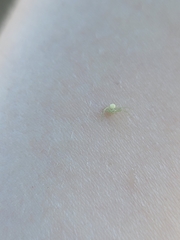 Misumessus oblongus