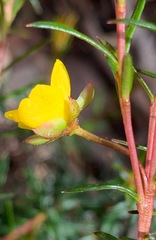 Hibbertia acicularis