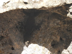 Ptyodactylus puiseuxi