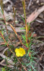 Hibbertia acicularis