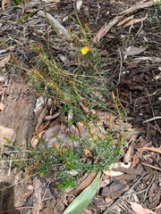 Hibbertia acicularis