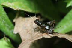 Polionemobius flavoantennalis