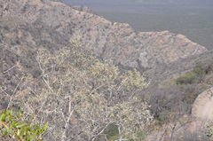 Buddleja mendozensis