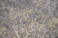 Buddleja mendozensis