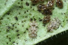 Corythucha marmorata