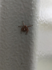 Philodromus aureolus