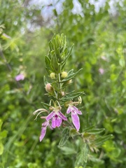 Teucrium bicolor