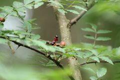 Zanthoxylum piperitum