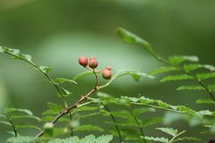 Zanthoxylum piperitum
