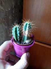 Cactoideae