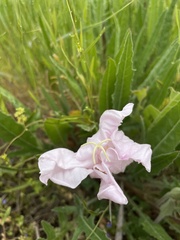 Oenothera acaulis