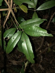 Heritiera trifoliolata
