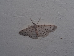 Xenoplia trivialis