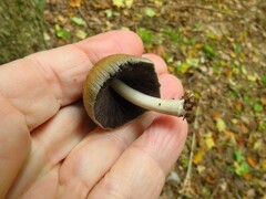 Coprinellus micaceus