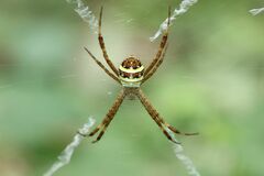 Argiope minuta